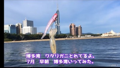 福岡代表 博多ちびふぐ 金がないんで釣りでもすっか